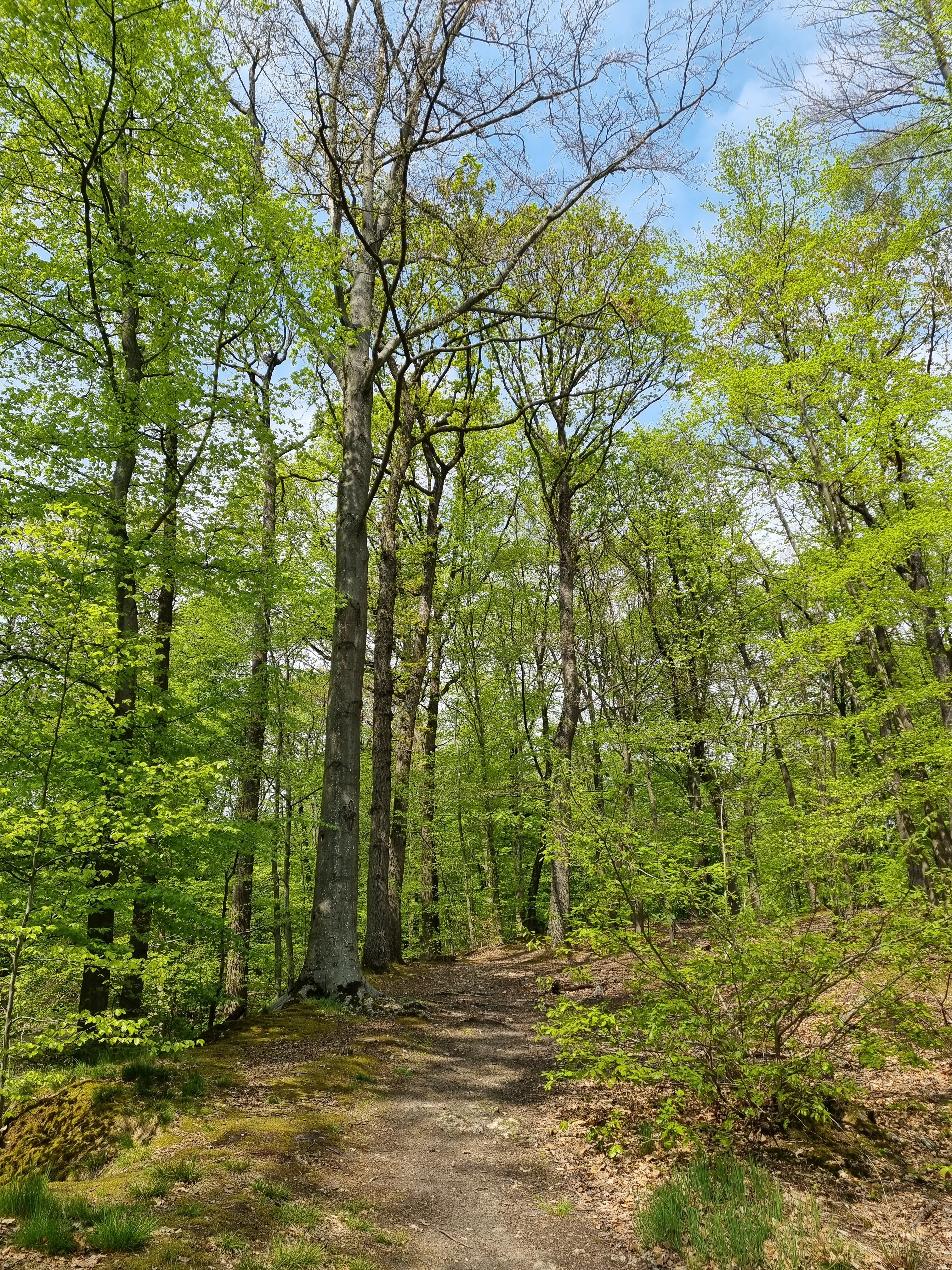 Chênes centenaires — Forêt domaniale de Meudon