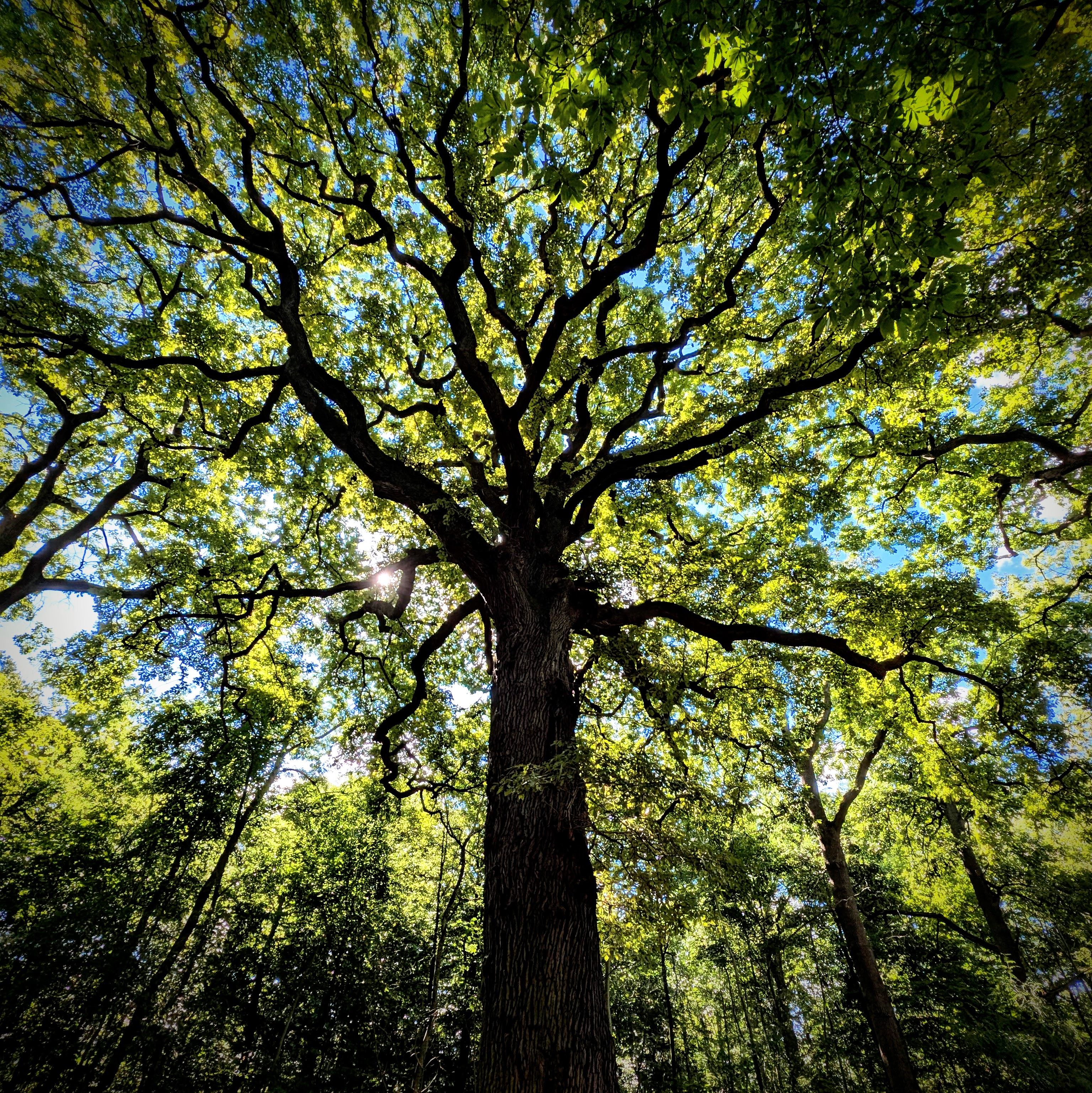 Ruines de la carrière — Forêt domaniale de Meudon